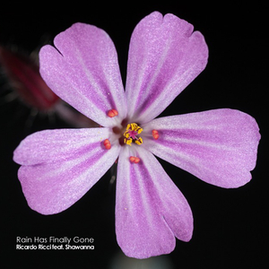 Rain Has Finally Gone (Original Mix)