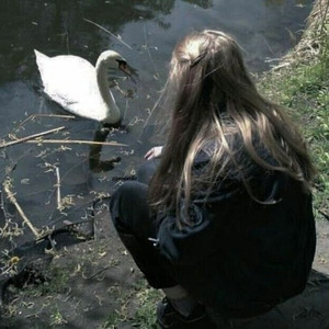 swan.