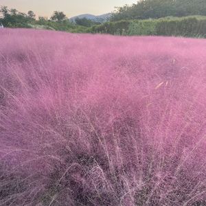 四块五（女声）