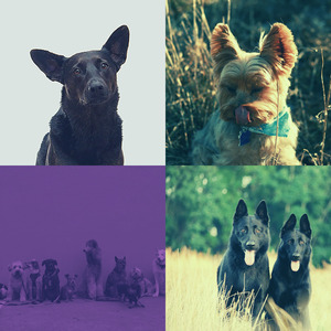 有趣训练犬情怀