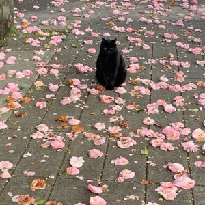 Put You On The Game (slowed)