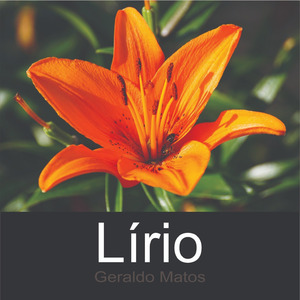 LÍRIO