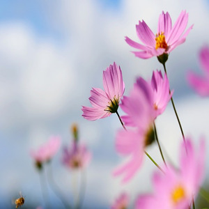 Forget Me
