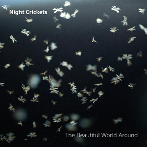 Night Crickets