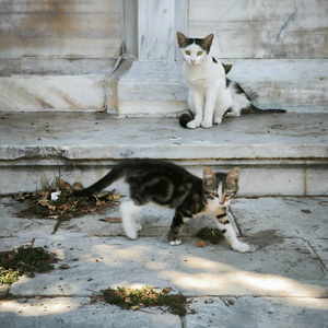 Snoop Doog În Kuşadası