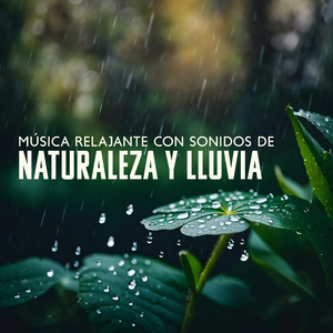 El Silencio Lluvioso Del Bosque