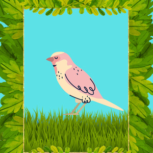 Kicau Burung Perkutut