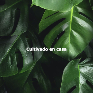 Background for Daily Nature Experiences