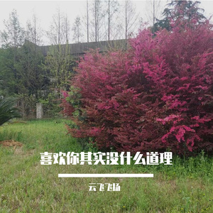 我想天天看到你的笑脸