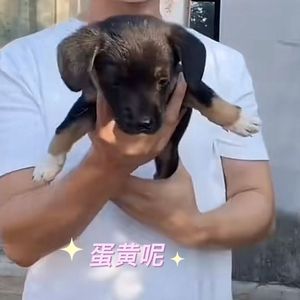 蛋黄呢 我不太懂