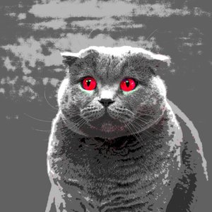 Cat Beat