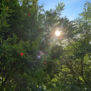 どこにいても (Acoustic)