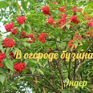 В огороде бузина