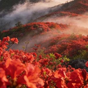 春天的邂逅等你回来