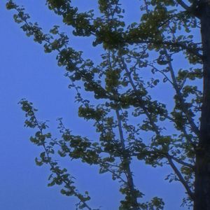 Tree with no root (无根树)