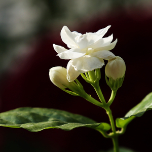 茉莉花type