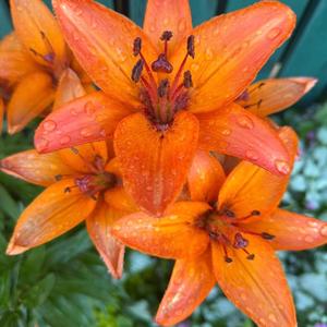 Surprise Me With Flowers