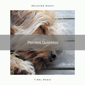 Lovely Ocean for Pets Alone at Home