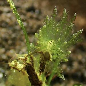 Trapphouse inner Svnctum