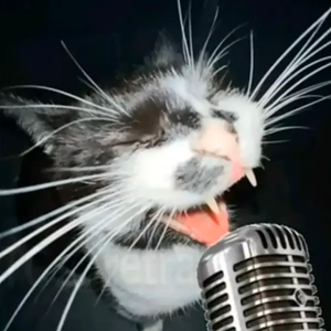 猫猫之歌 - Careless Whisper