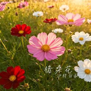 格桑花 (Cover 陳鴨梨Charlie)