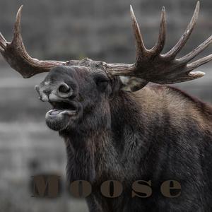 Moose (feat. Thor The Bass x Ugglyboybeats)