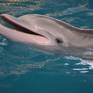 晨光柔抚(早教钢片琴)