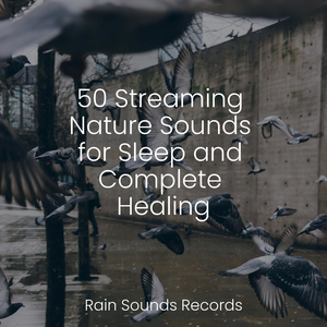 Whispers of the Avian Shore