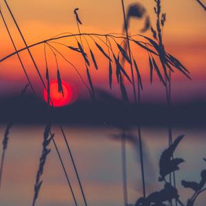 芦苇落日 (5)