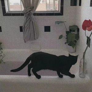 撒野 （钢琴版）