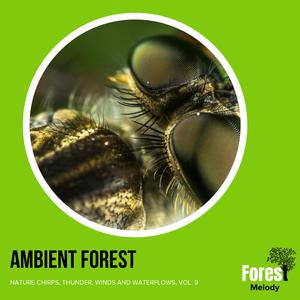 Summer Evenings and the Crickets