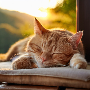 Orquesta Tranquila Para Gatos