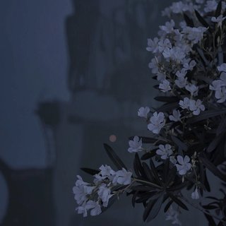 落俗是人间常态，但优雅至死不渝