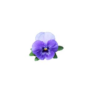 Pansy
