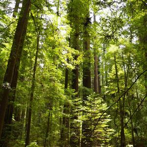 Avenue Of The Giants