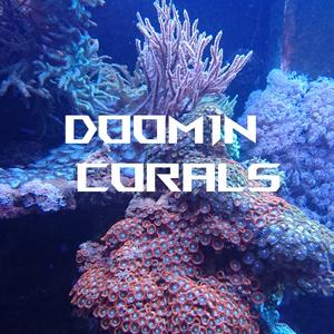 Corals