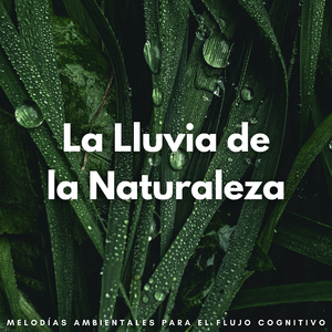 Los Ecos De La Lluvia Estimulan El Flujo Cognitivo