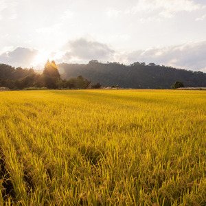 あの頃の夏 (feat. GUMI)