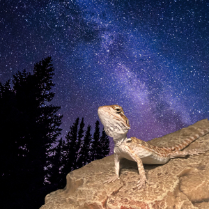 Baby Bearded Dragon (Odessa's Theme)