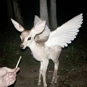 OFFICAL TRACK SASHA 2008