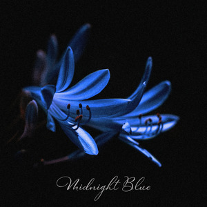 Midnight Blue