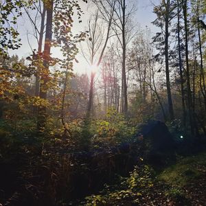 Calming Forest Part 1