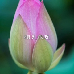 吻别 (DJ英文版)