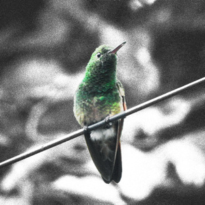 Colibri