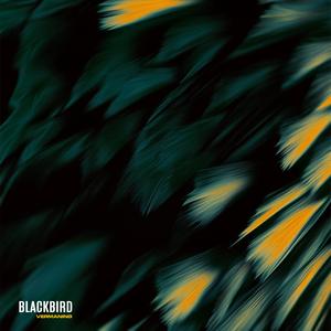 Blackbird