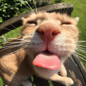 Cranky (feat. rans0m)