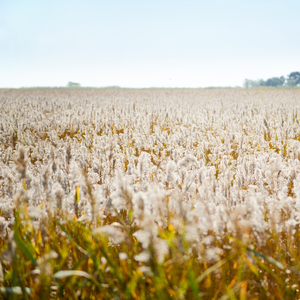 순천만 갈대소리