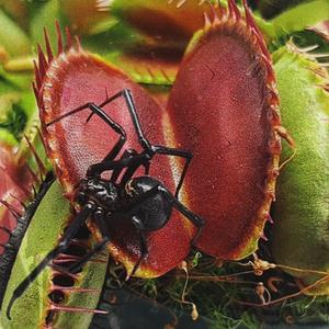 SPLIT COMME TABIS (feat. anka)