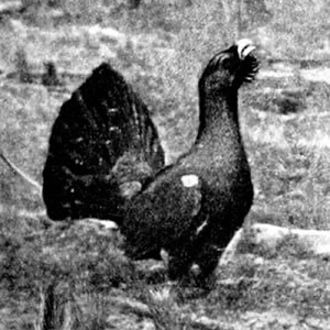 Глухая песня