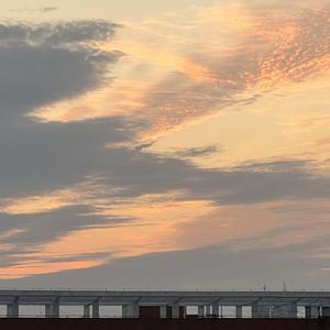 樱花草（0.8前奏版）